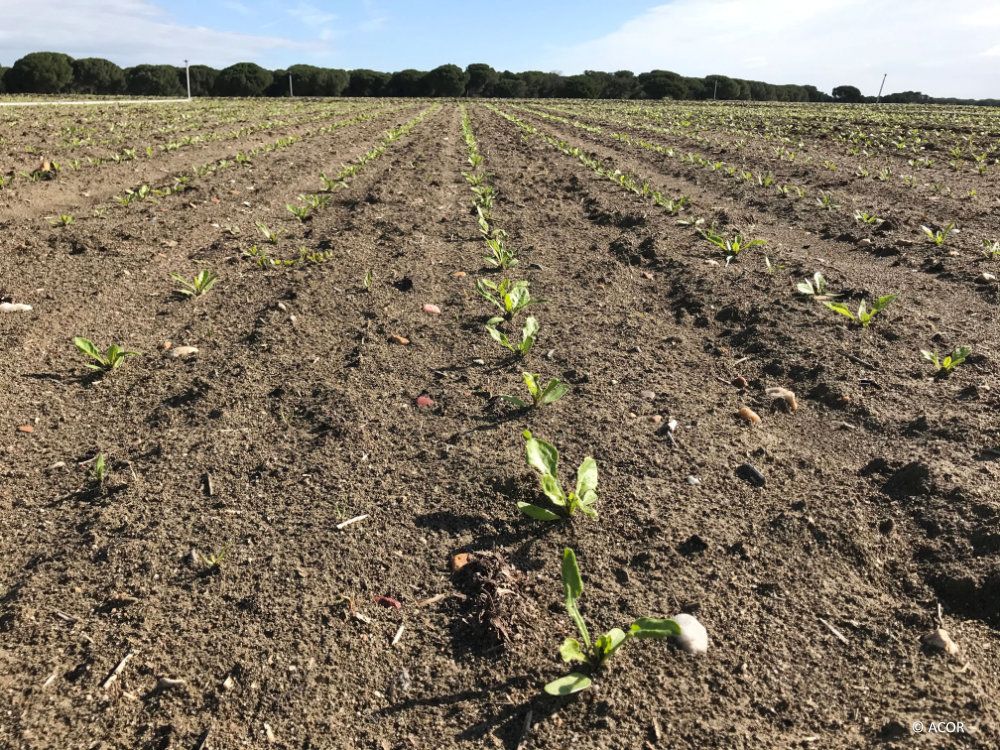 field with young sugar beet plants