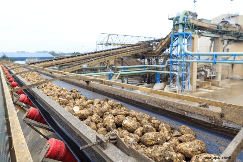 beet conveyor in Agrana plant