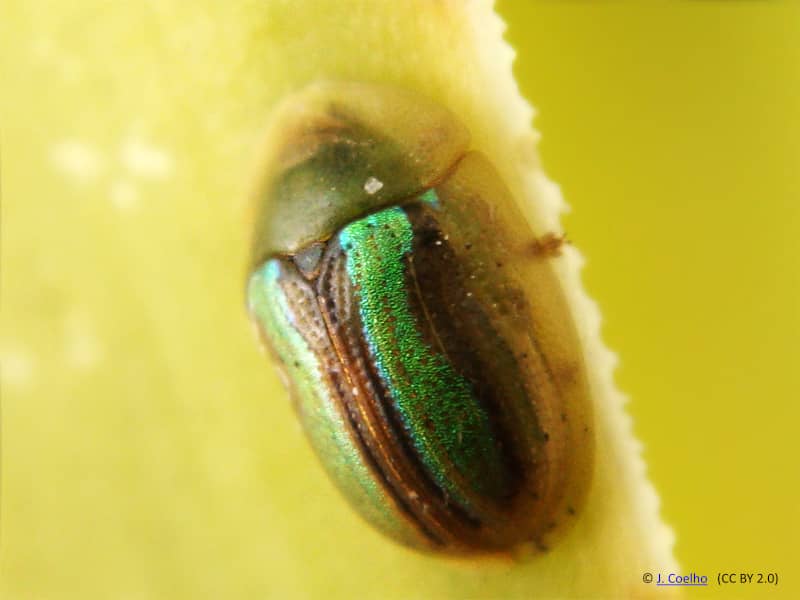 beet beetle