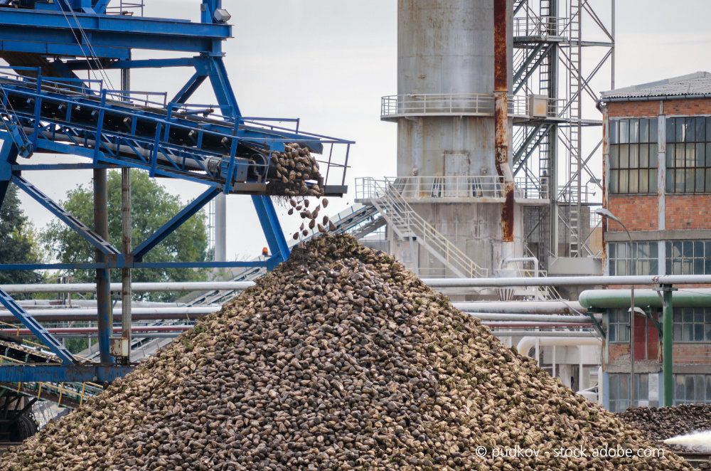 sugar beet pile in a factory