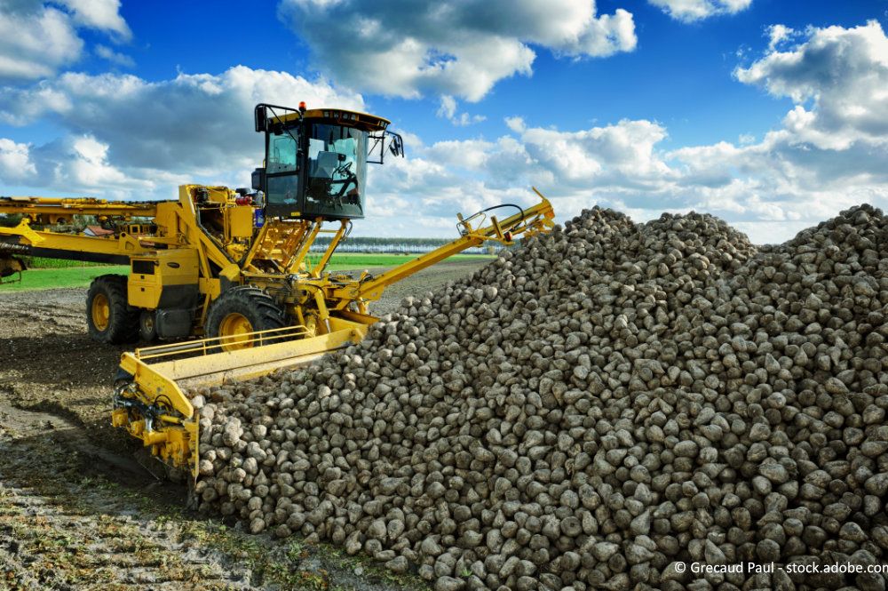 sugar beet pile with harvester