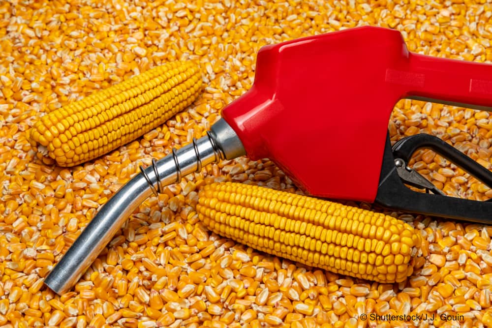 gas pistol in fornt of corn