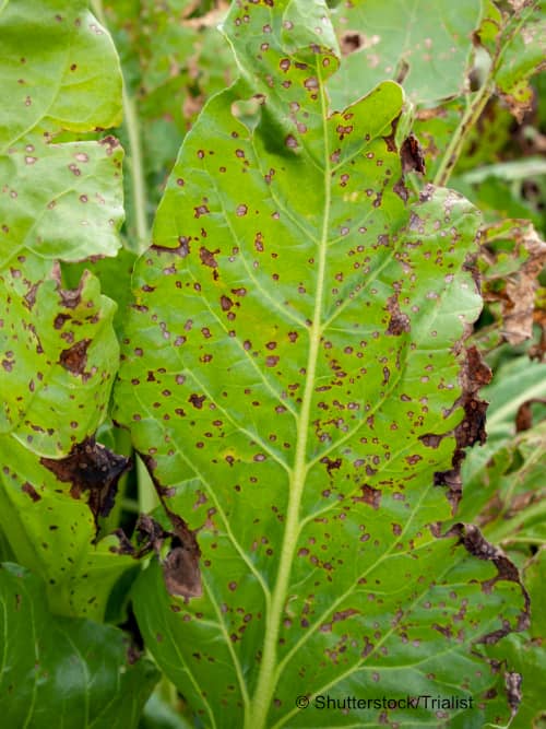 cercospora leaf-spot