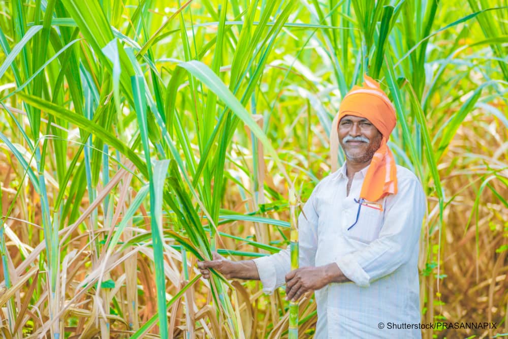 Indian sugar cane farmer