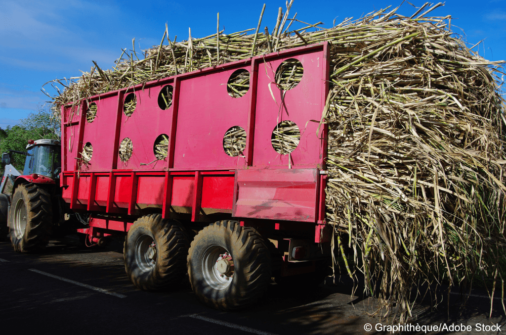 truck with sugarcane