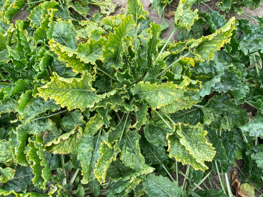 sugar beet infected with the yellowing virus
