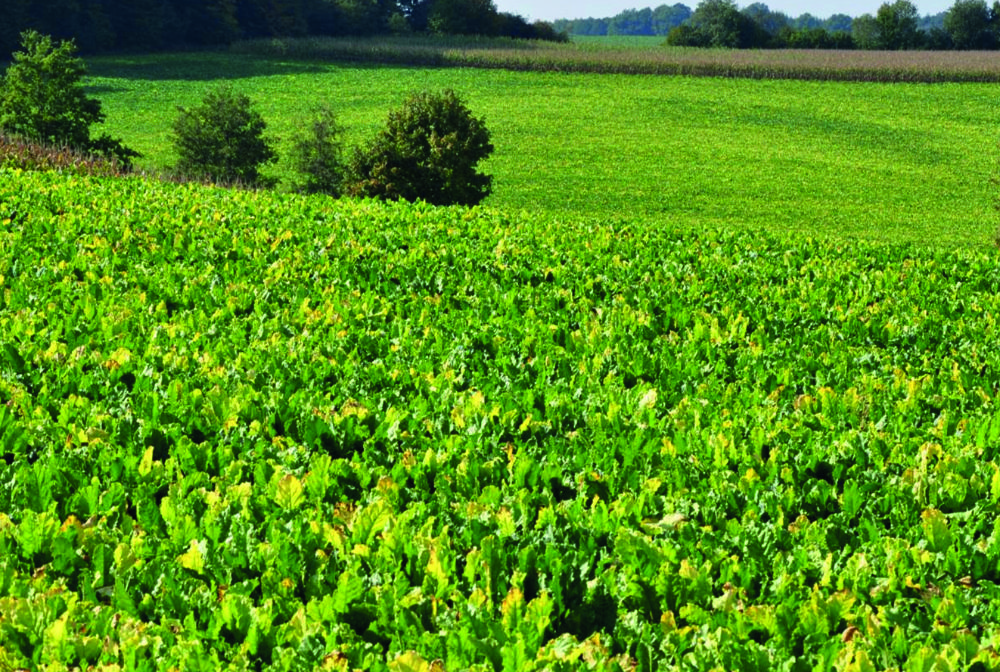 beet field infected with the yellowing virus