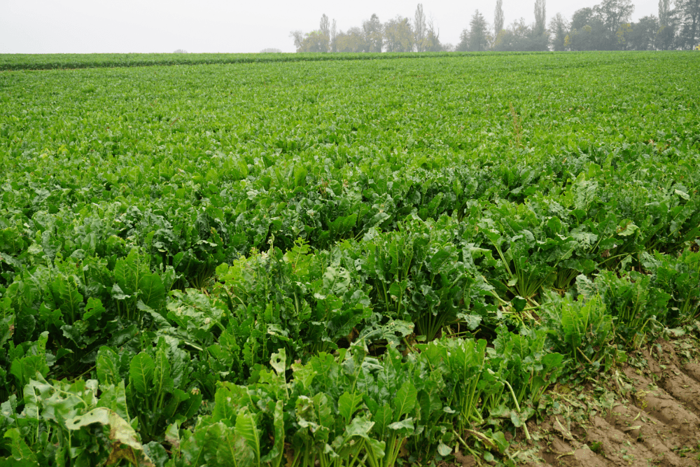 sugar beet field
