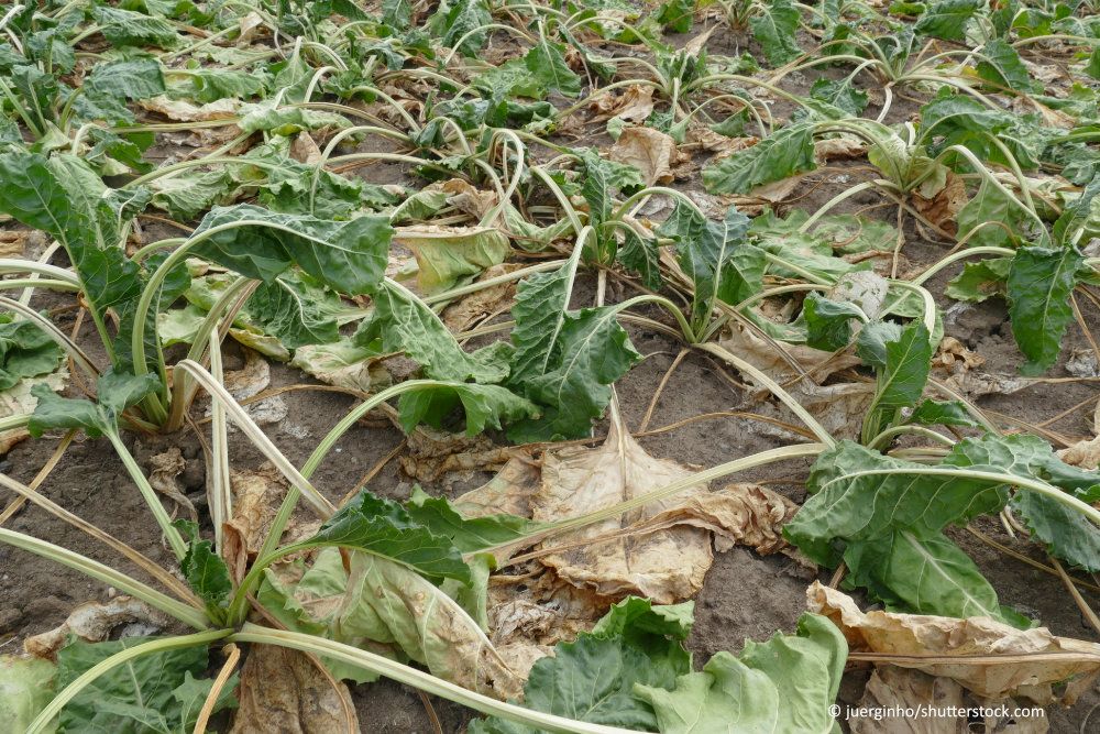 dried out sugar beet plants