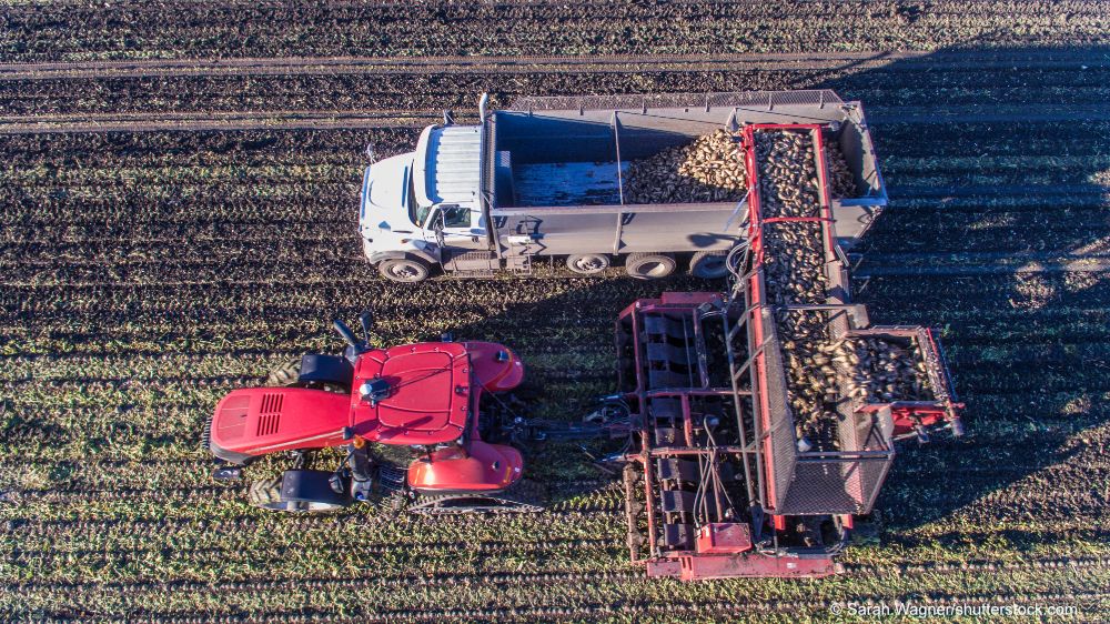 sugar beet harvest