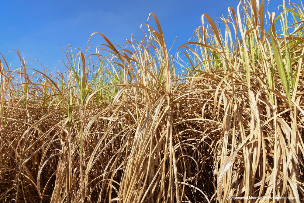 dried out sugar cane field