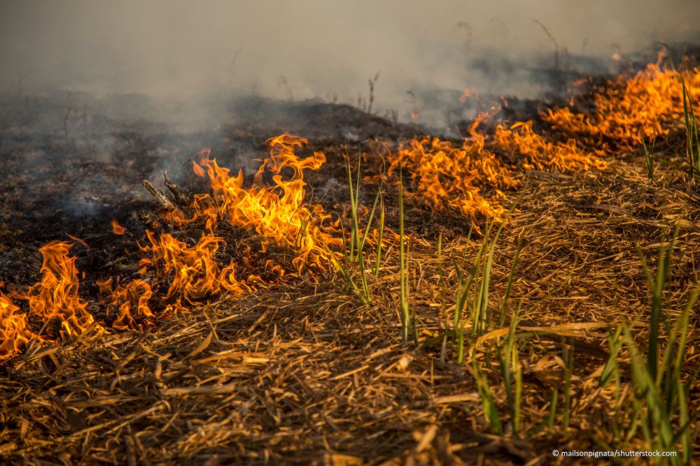 burning sugarcane field