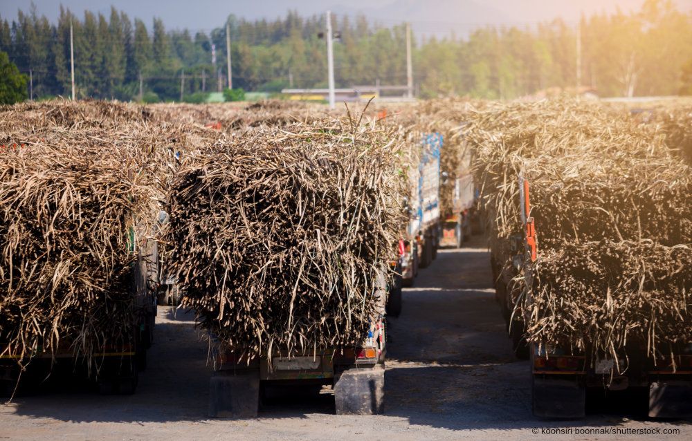 sugarcane trucks