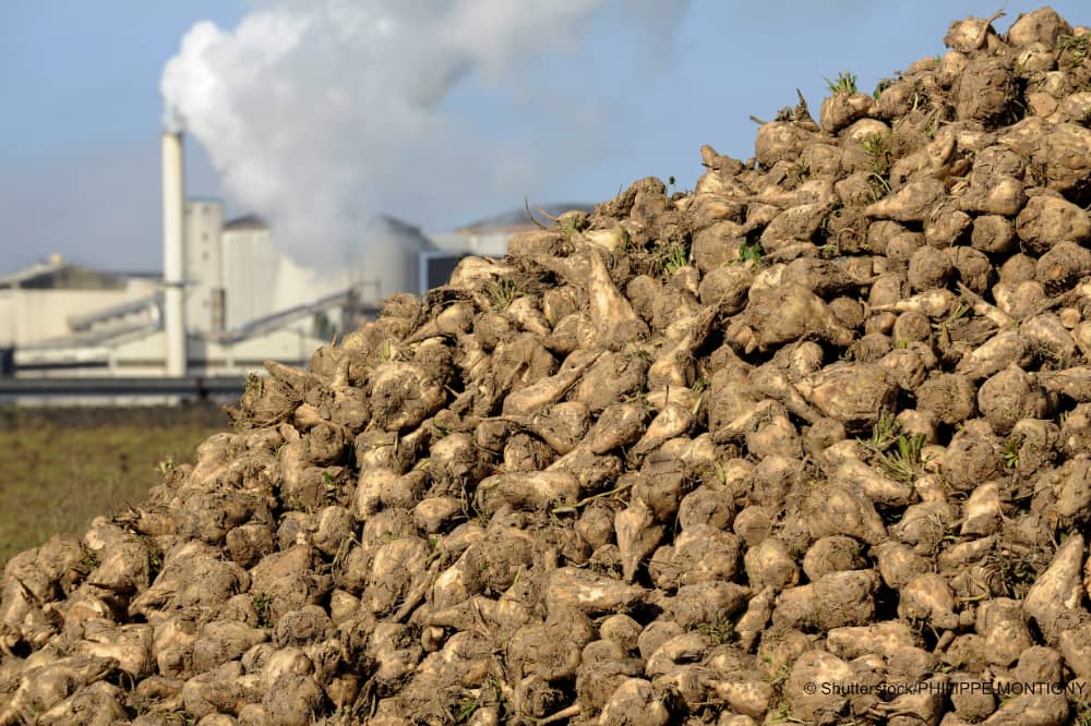 sugar beet pile in front of factory