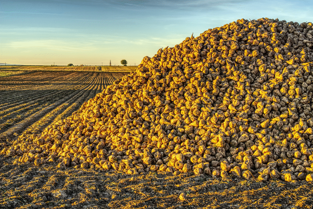 sugar beet pile