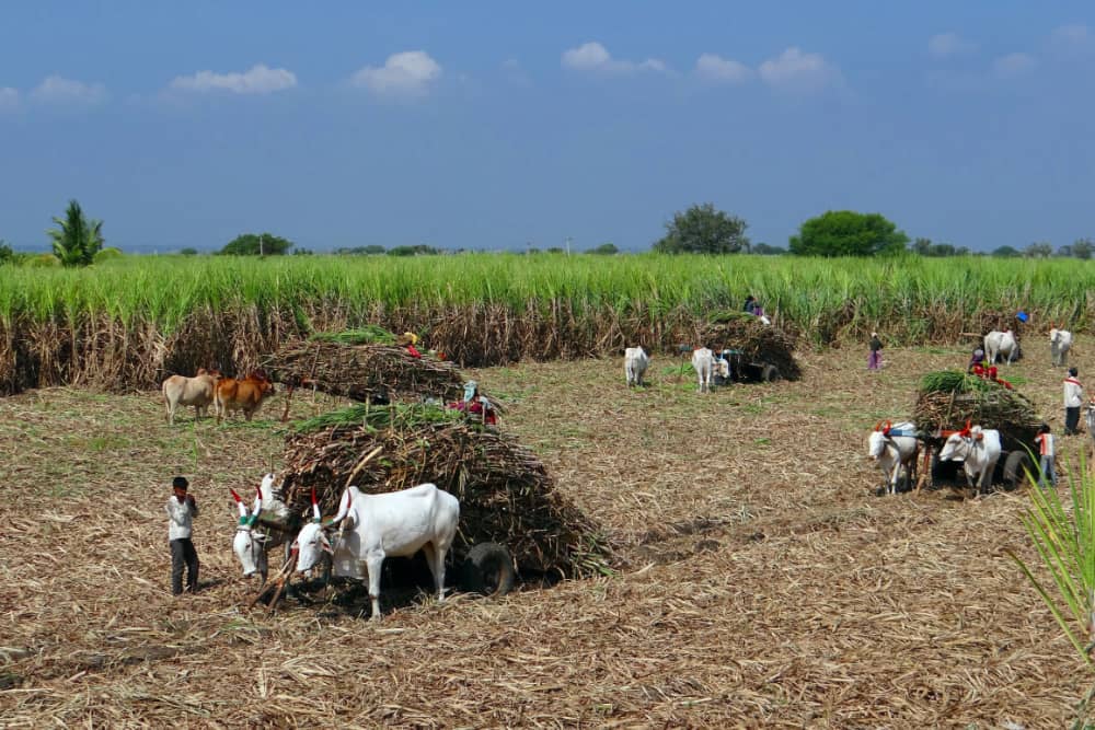 sugarcane harvest in india
