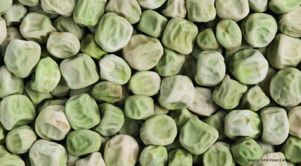wrinkled peas