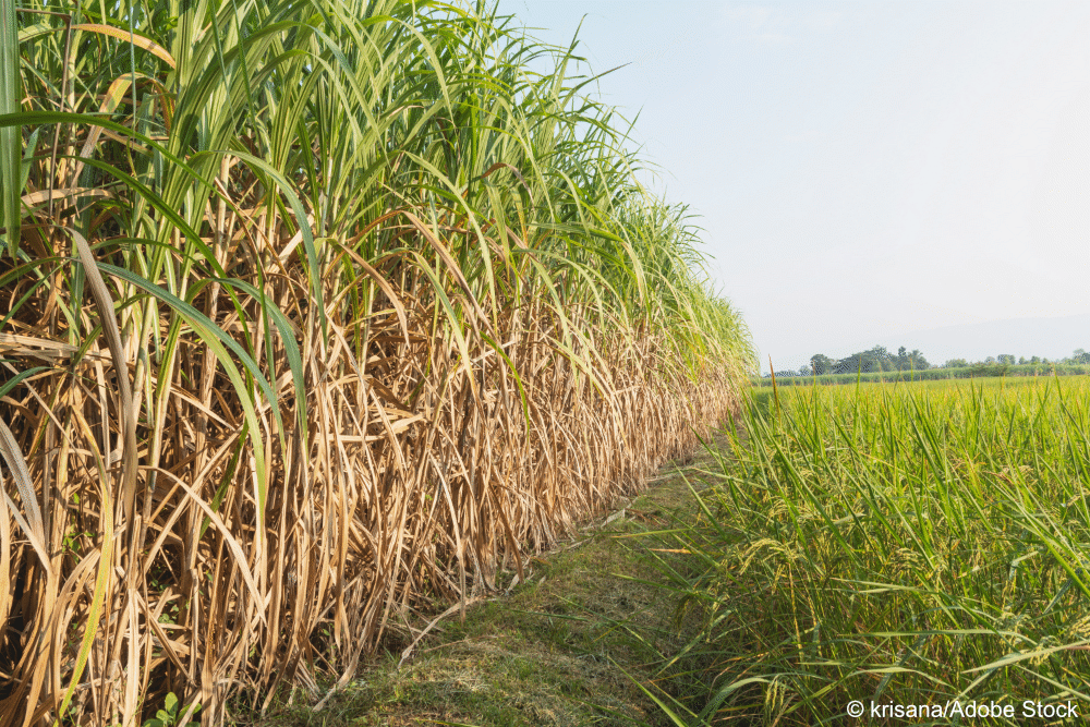 sugarcane field